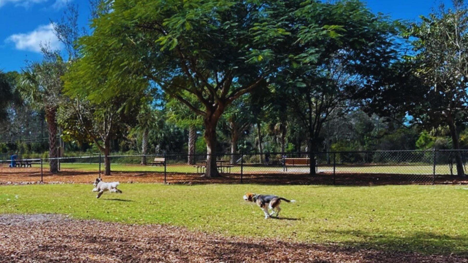 Sports-Park-Dogs-scaled